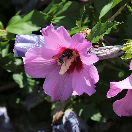 Rustico Lägenhet Verdabbio Exteriör bild